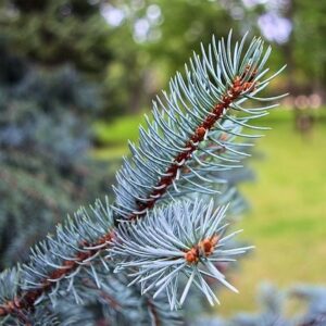 Colorado Spruce B&B