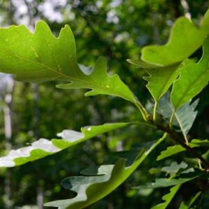 Bur Oak (10)