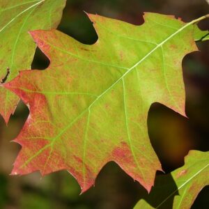 Red Oak (10)