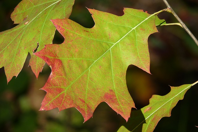Red Oak (10)