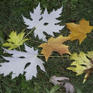 Silver Maple (10)
