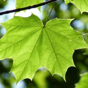 Sugar Maple (10)