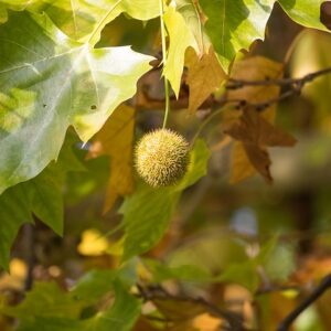Sycamore (10)