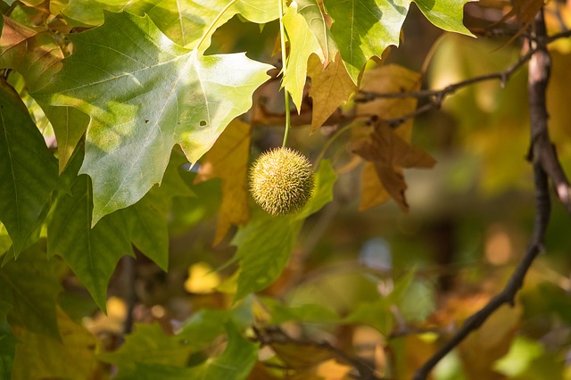 Sycamore (10)