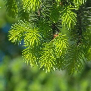 White Spruce (10)