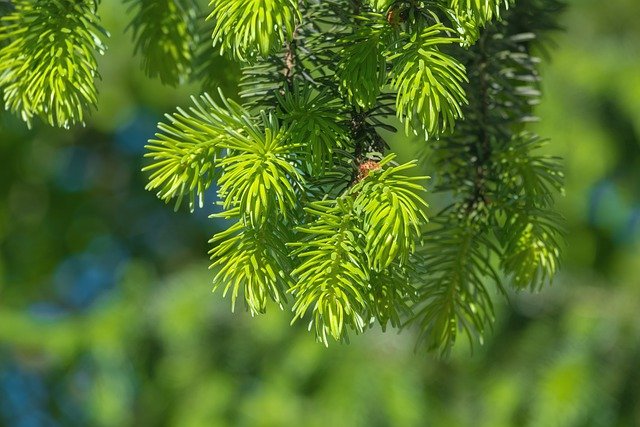 White Spruce (10)