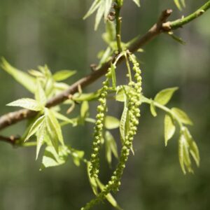 Bitternut Hickory