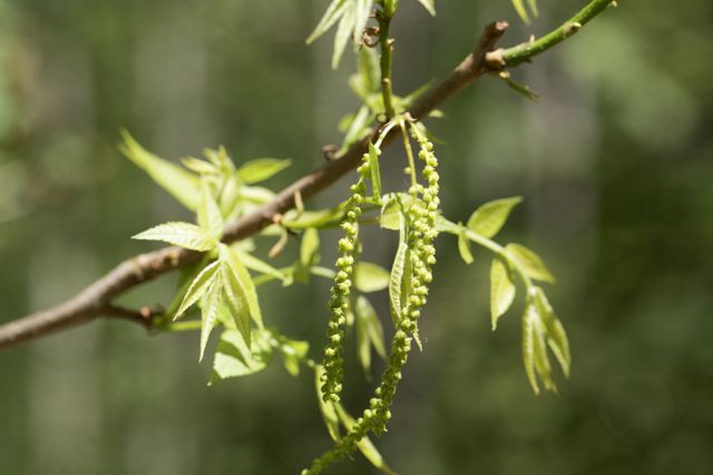 Bitternut Hickory