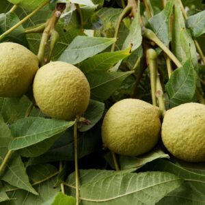 Black Walnut