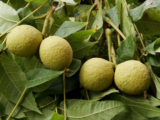 Black Walnut