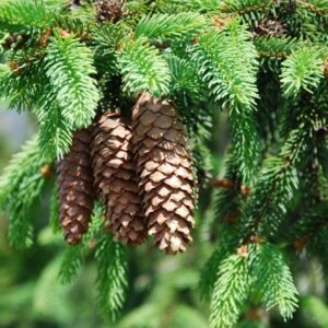 Norway Spruce