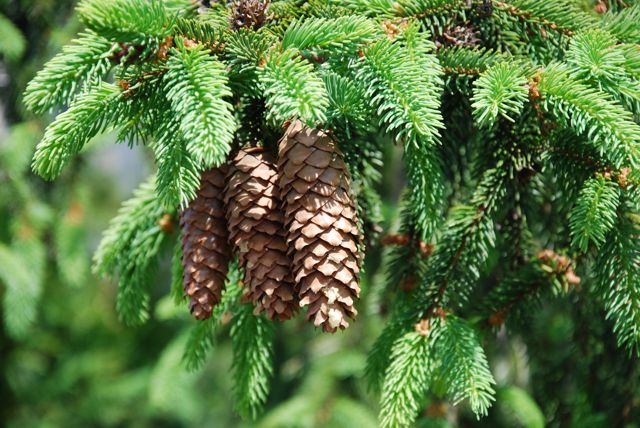 Norway Spruce