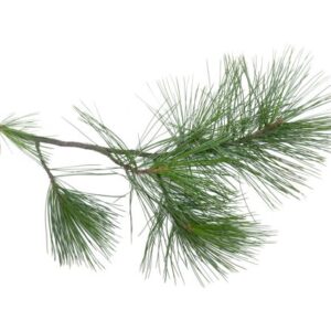 White Pine