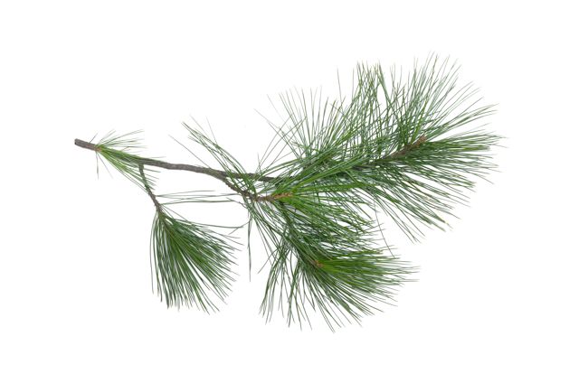 White Pine