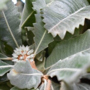 Swamp White Oak