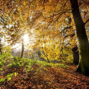 Fall forest view with sun shining through tree branches