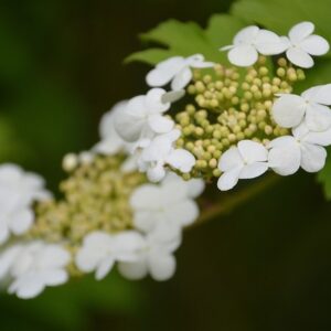 Highbush Cranberry