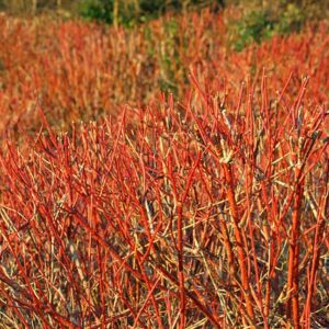 Red Osier Dogwood (10)
