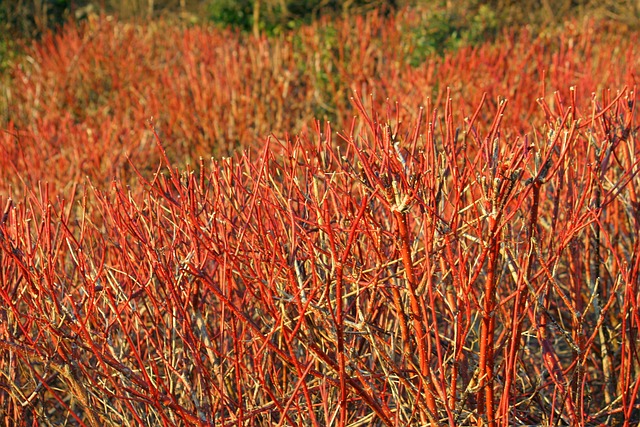 Red Osier Dogwood (10)