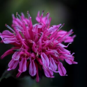 monarda fistulosa