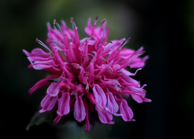 monarda fistulosa