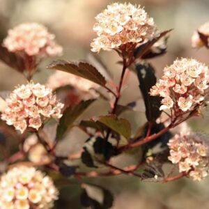 ninebark shrub