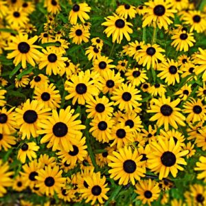 rudbeckia hirta