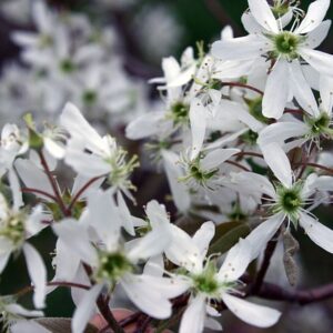 serviceberry