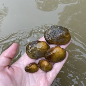 image of small mussel specimens being held in a hand over creek water