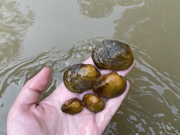 image of small mussel specimens being held in a hand over creek water