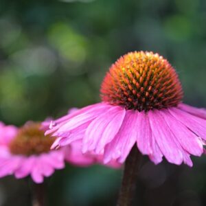 Echinacea pallida