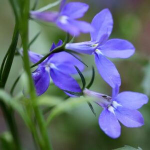 Lobelia siphilitica